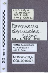 Etikette zu Deromecus attenuatus (NHMW-ZOO-COL-0010473)